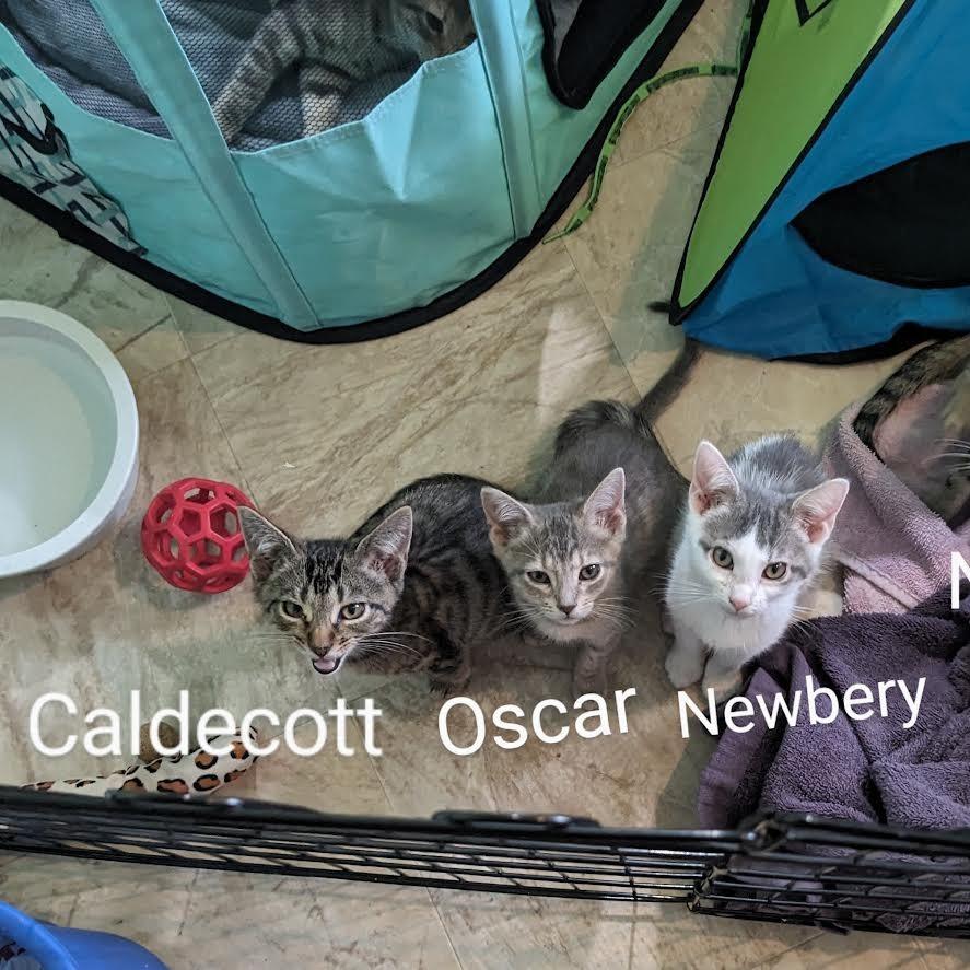 Enlarge Caldecott, a Adoptable Domestic Short Hair in Madison, WI image 4/5