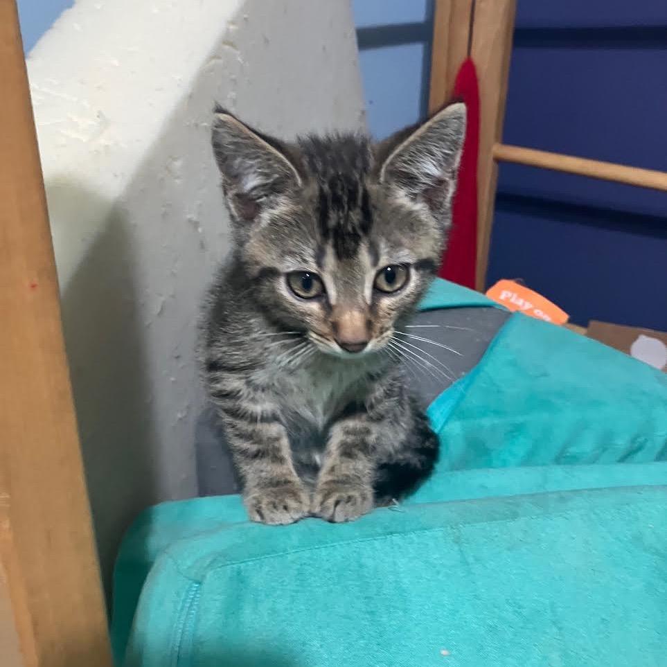 Enlarge Caldecott, a Adoptable Domestic Short Hair in Madison, WI image 5/5