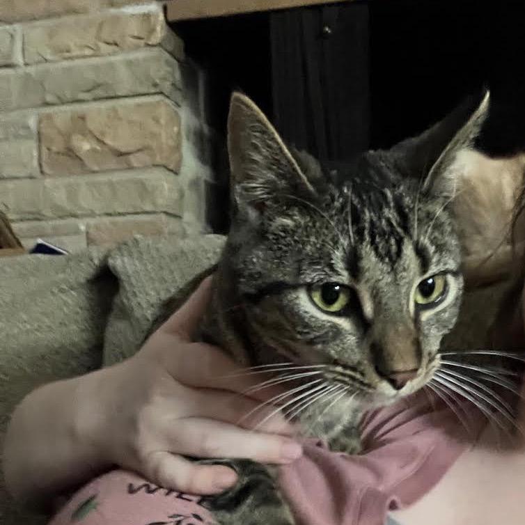 Enlarge Caldecott, a Adoptable Domestic Short Hair in Madison, WI image 5/5