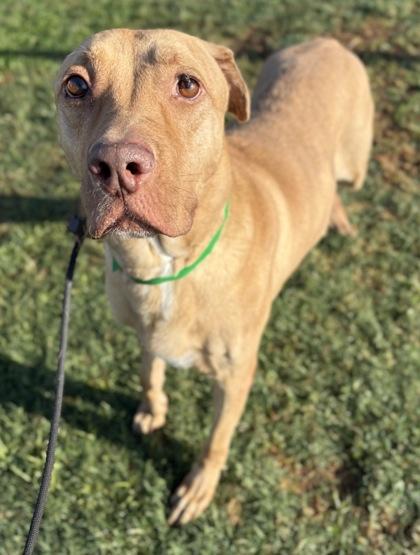 Kopak, Adoptable, Adult Male Labrador Retriever & Shar-Pei.