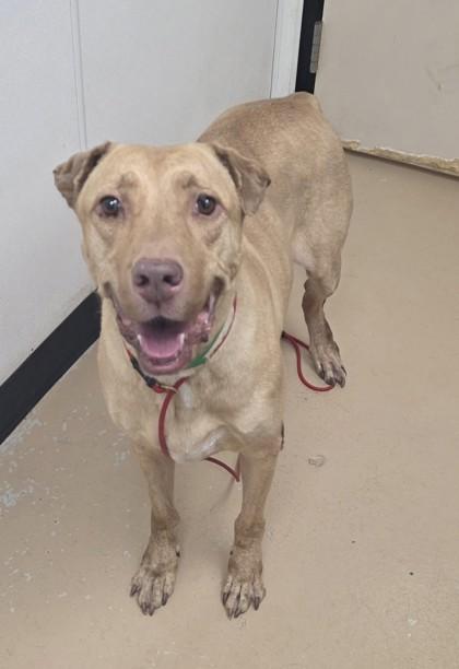 Enlarge Kopak, a Adoptable mixed breed in Phoenix, AZ image 2/2