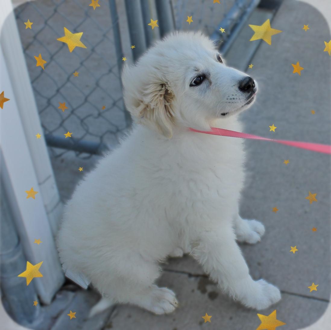 Kodiak, adopted, Puppy Male Great Pyrenees.
