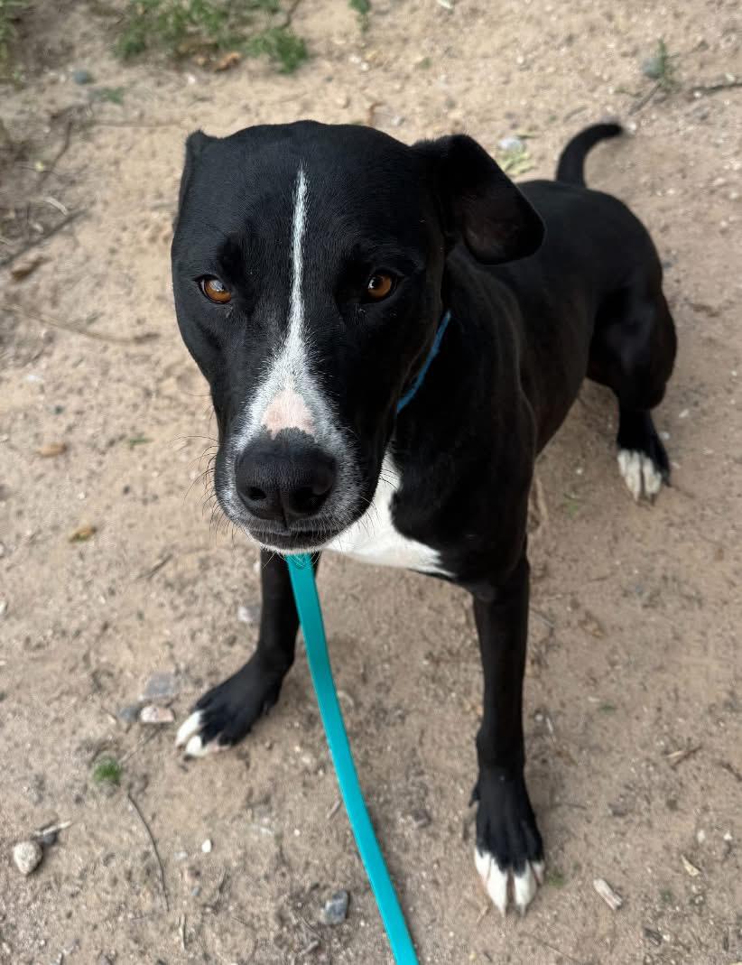 Sanders, an adoptable Mixed Breed in Wilsall, MT, 59086 | Photo Image 1