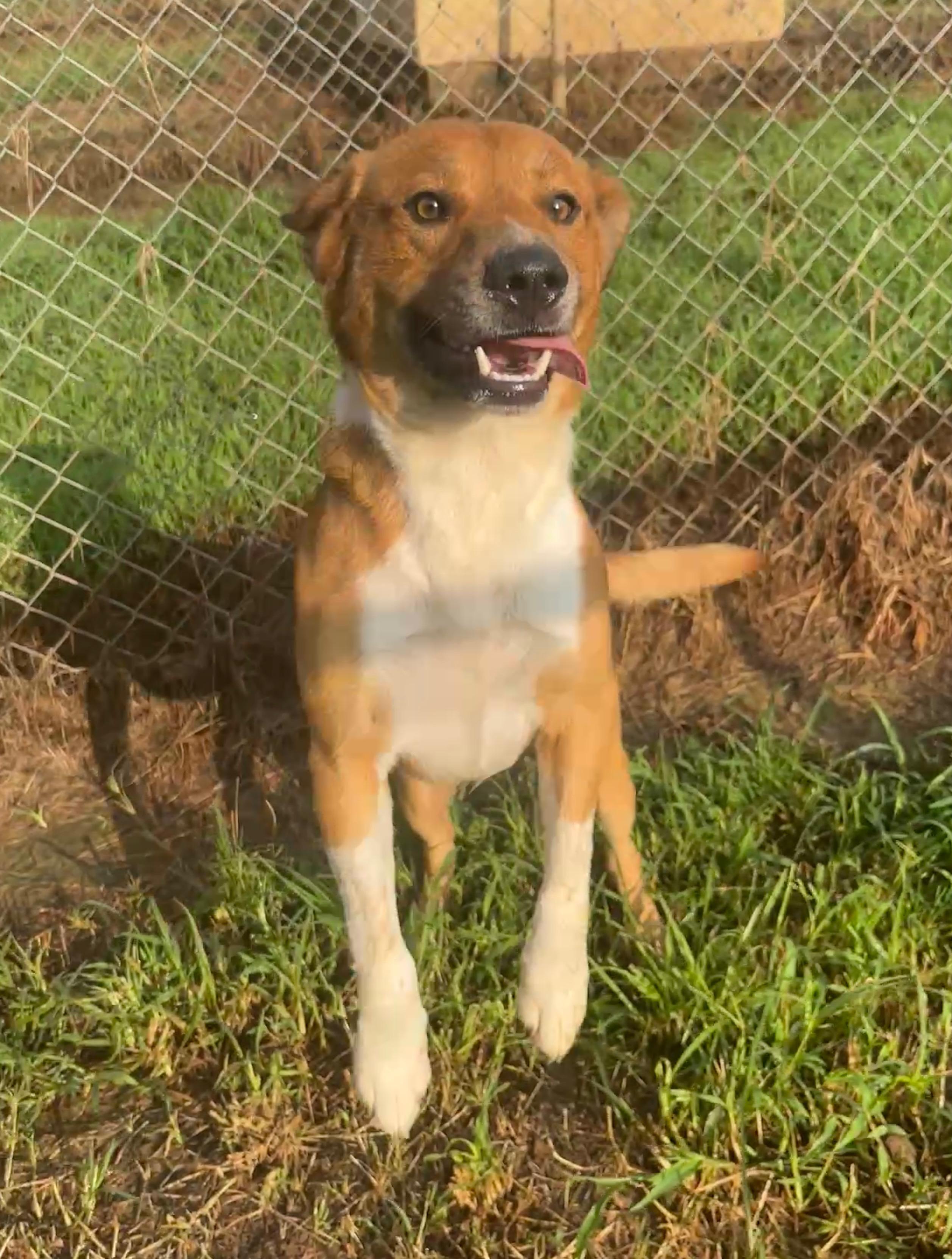 Enlarge Big Booty Brian, a ADOPTABLE mixed breed in McKenzie, TN image 2/5