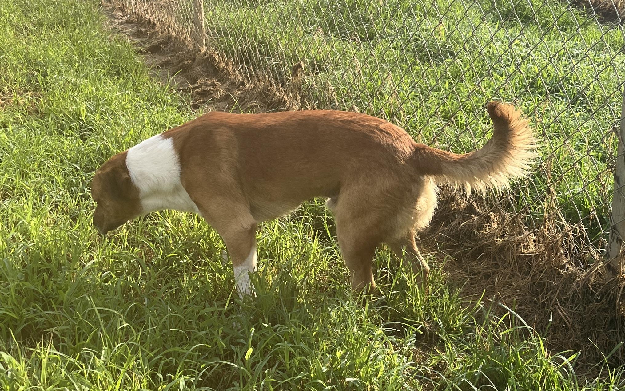 Enlarge Big Booty Brian, a ADOPTABLE mixed breed in McKenzie, TN image 4/5