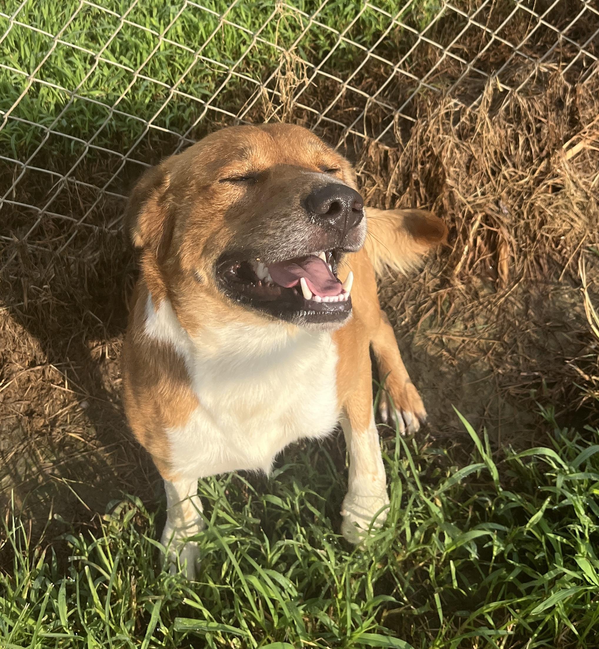 Enlarge Big Booty Brian, a ADOPTABLE mixed breed in McKenzie, TN image 3/5