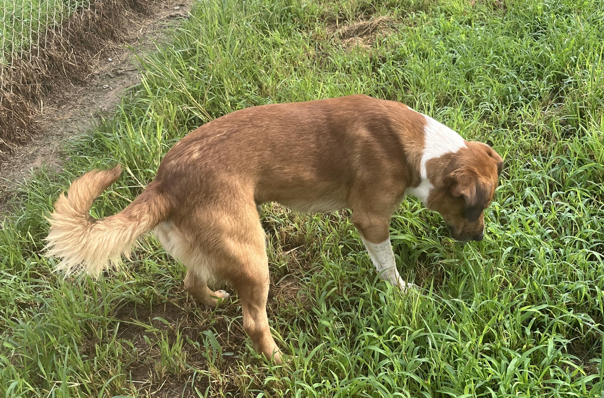 Enlarge Big Booty Brian, a ADOPTABLE mixed breed in McKenzie, TN image 5/5