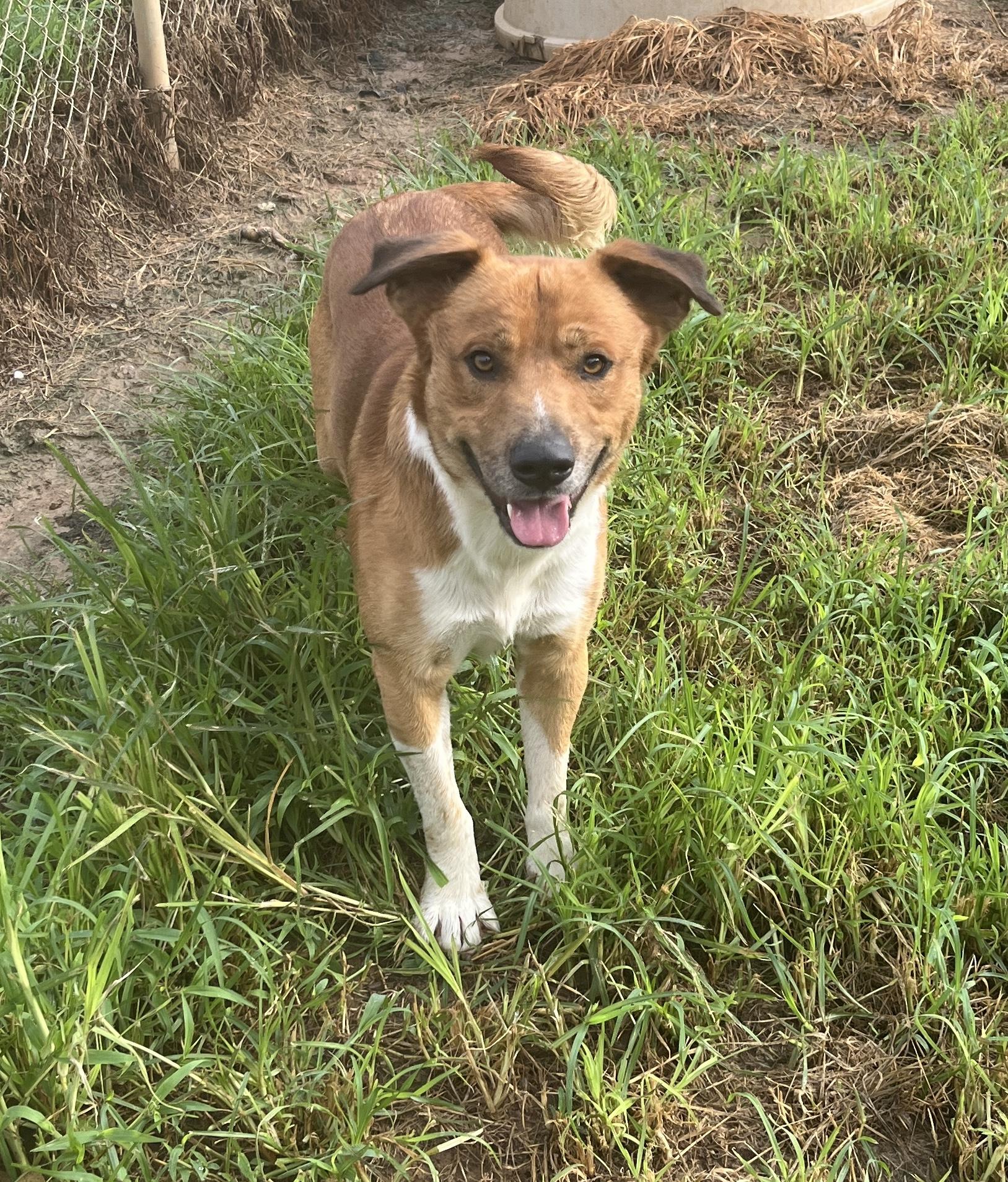 Big Booty Brian, ADOPTABLE, Adult Male Australian Shepherd.