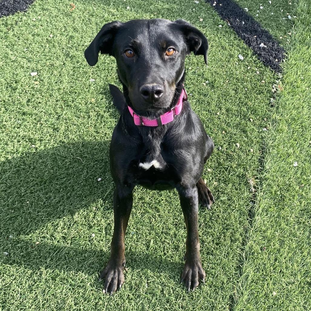 Astro, Adoptable, Adult Female Mixed Breed.