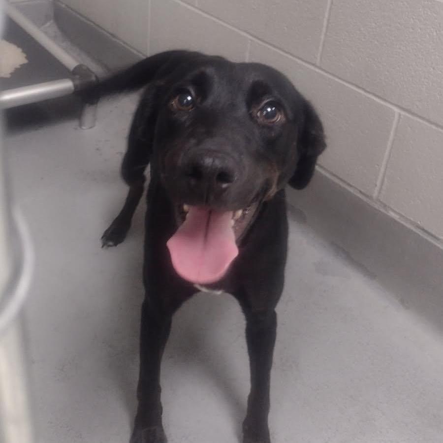 Astro, Adoptable, Adult Female Mixed Breed.