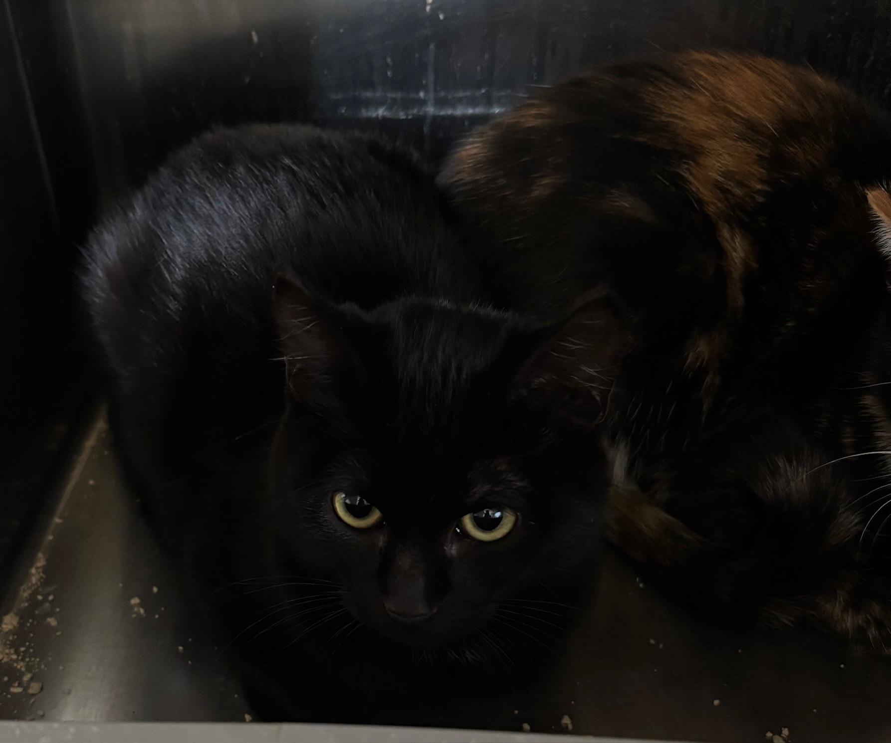 Enlarge Mello, a Adoptable Domestic Short Hair in Raymond, WA image 1/1