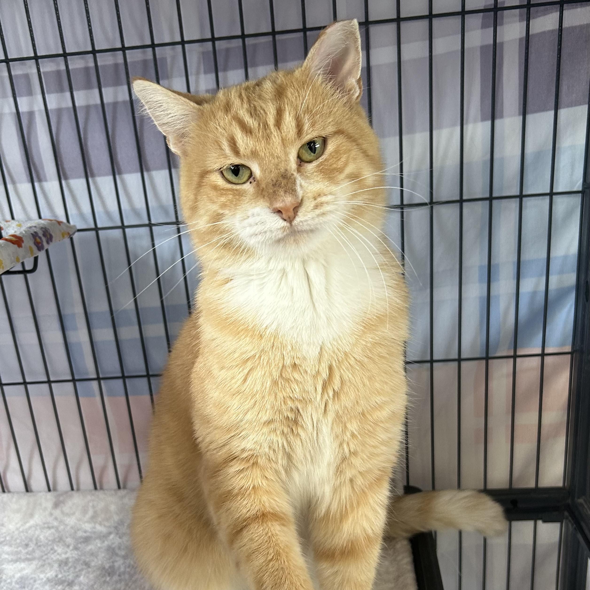 Cadillac, ADOPTABLE, Adult Male Domestic Short Hair.