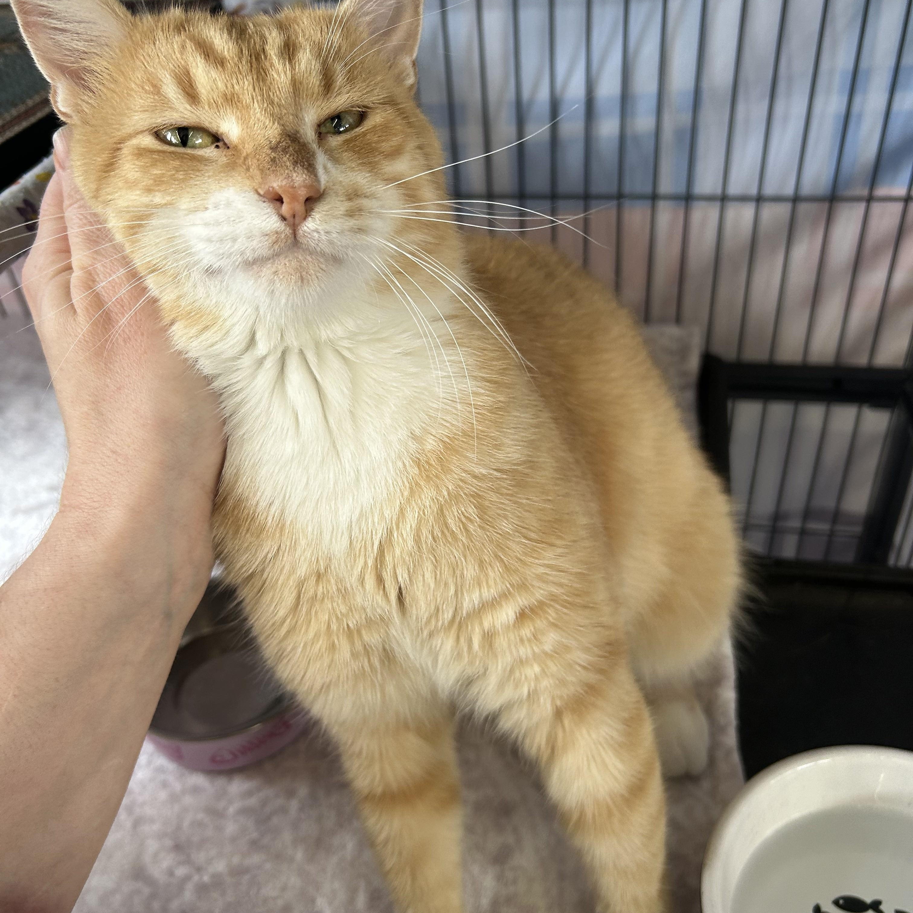 Cadillac, a ADOPTABLE Domestic Short Hair in St. Louis, MO image 4/4