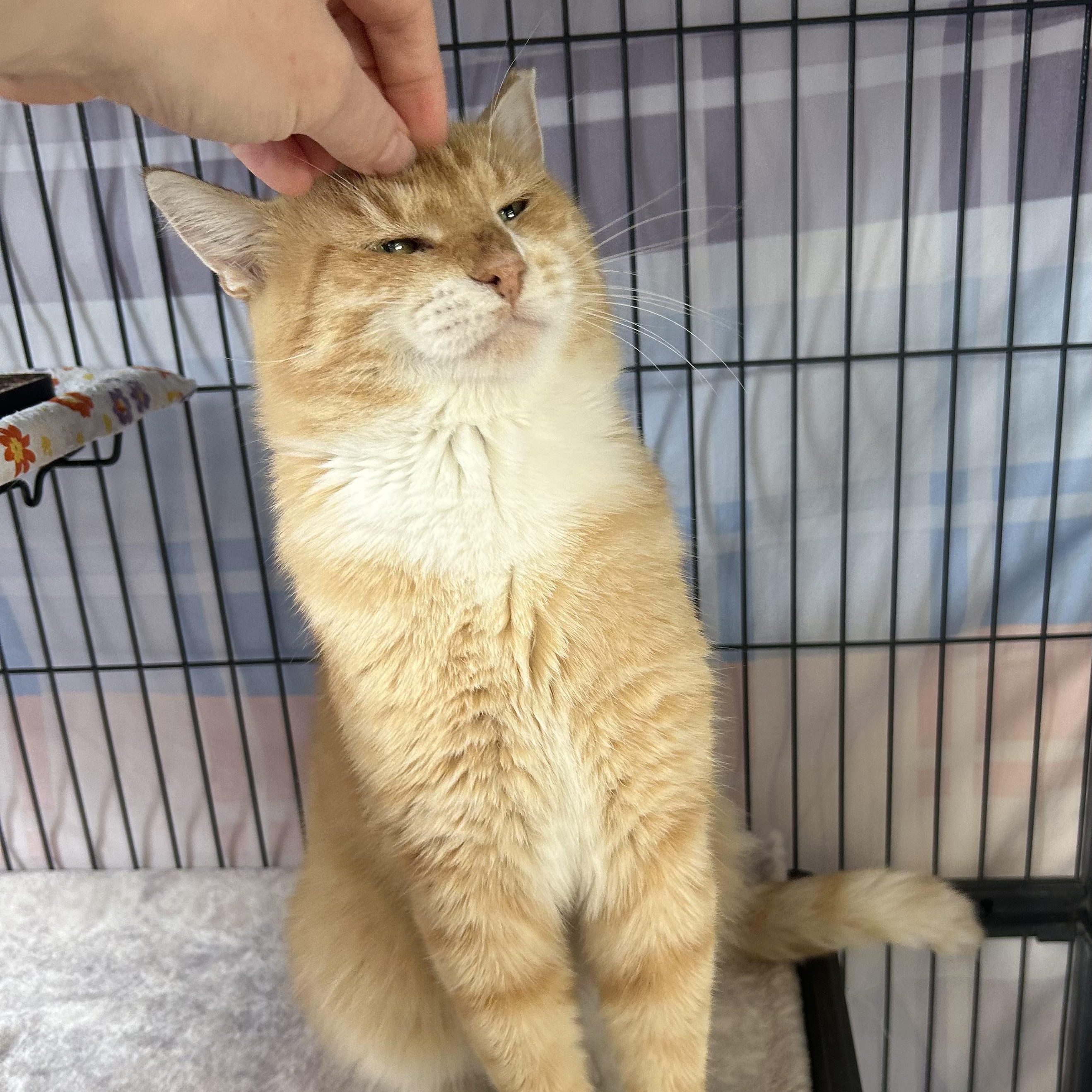 Cadillac, a ADOPTABLE Domestic Short Hair in St. Louis, MO image 2/4