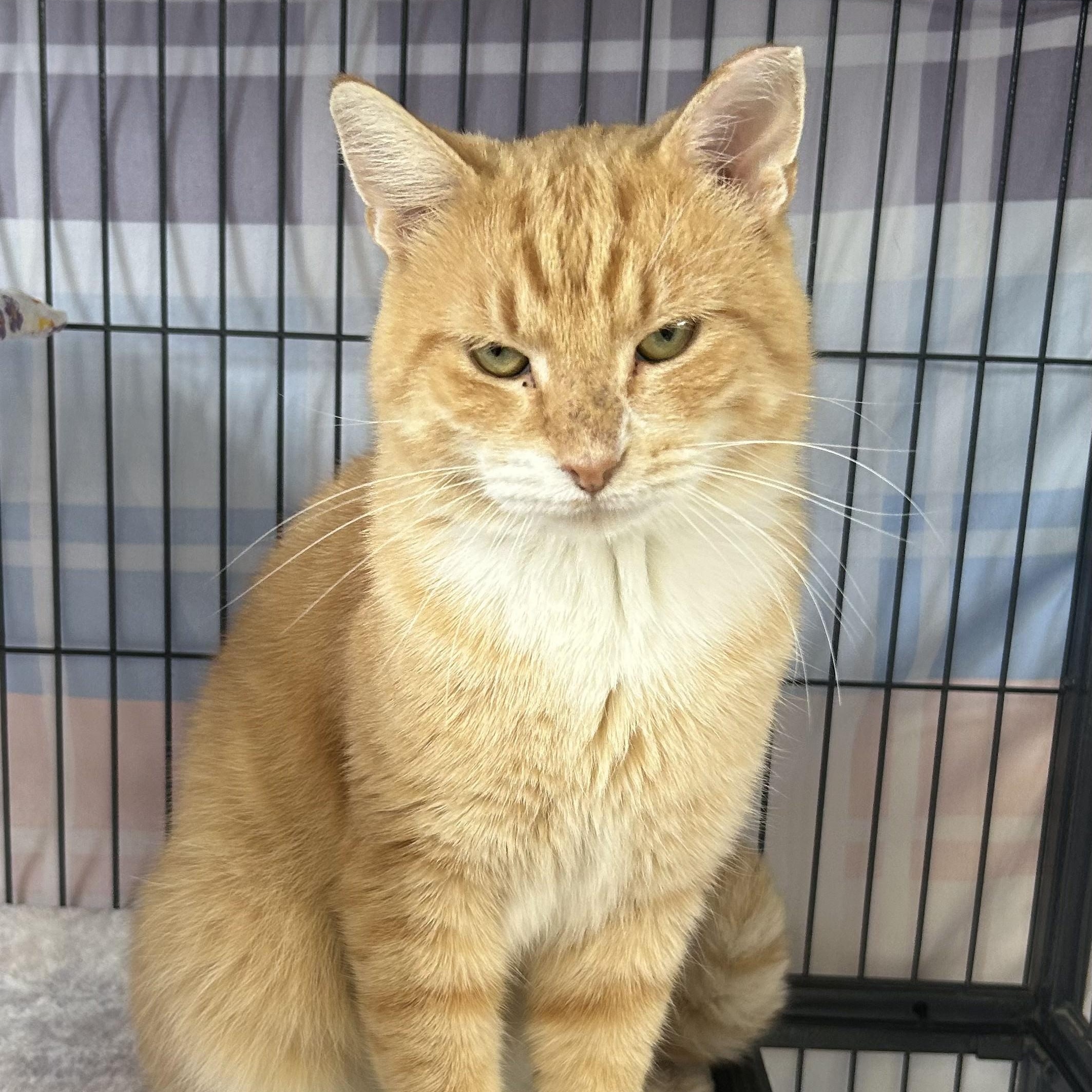 Cadillac, a ADOPTABLE Domestic Short Hair in St. Louis, MO image 3/4