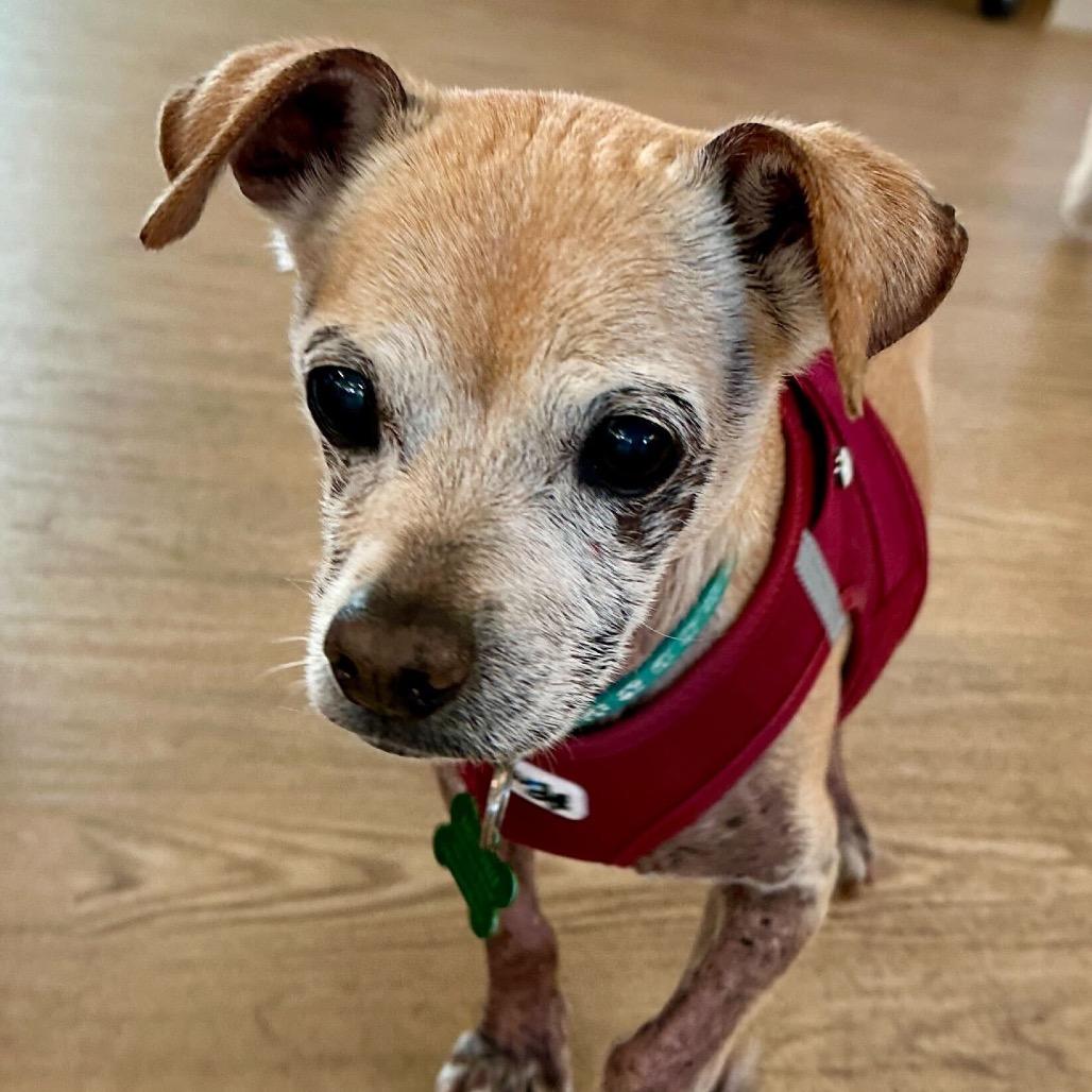 Enlarge Gucci 13925, a Adoptable Chihuahua in San Francisco, CA image 1/6
