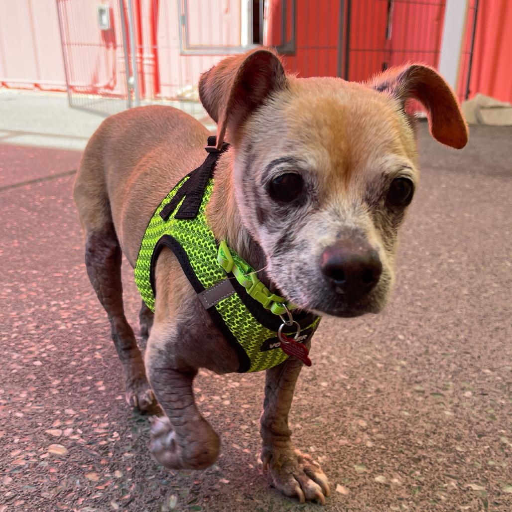 Enlarge Gucci 13925, a Adoptable Chihuahua in San Francisco, CA image 1/6