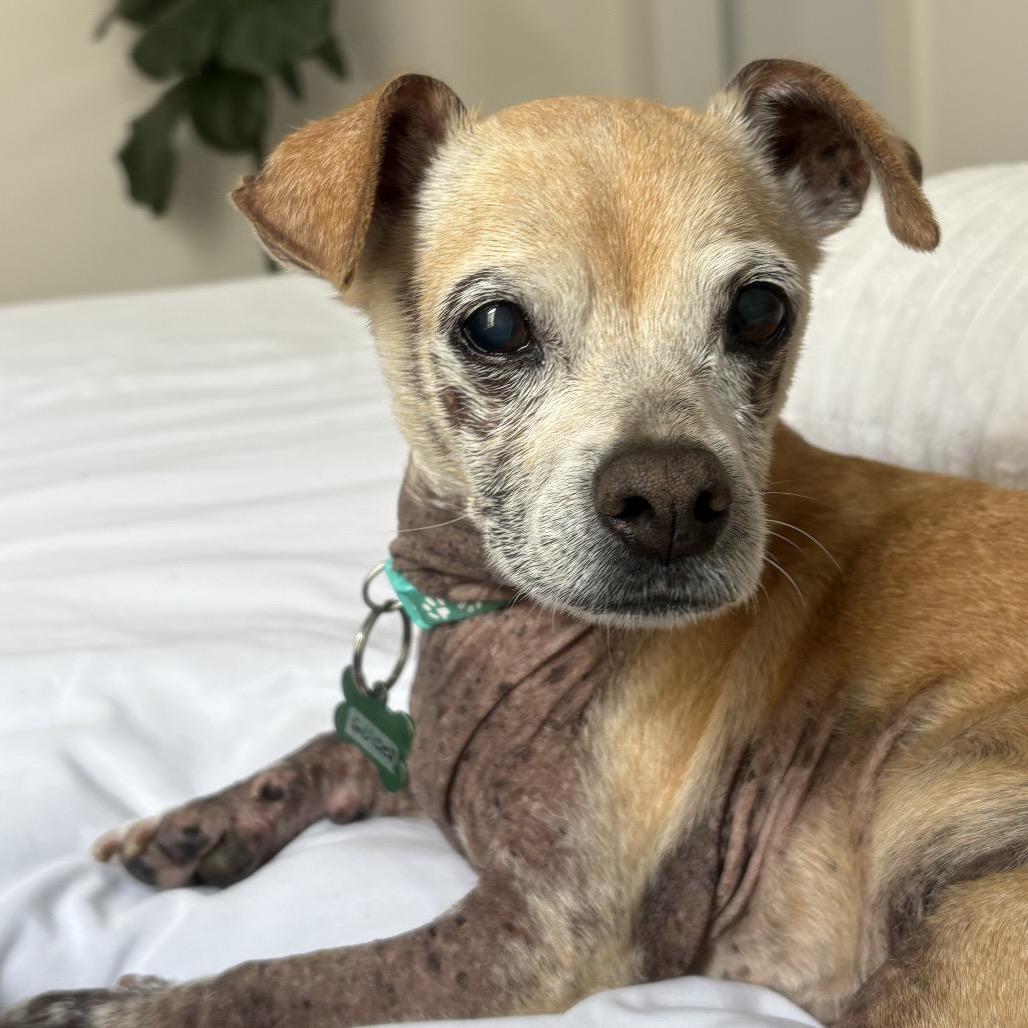 Enlarge Gucci 13925, a Adoptable Chihuahua in San Francisco, CA image 3/6