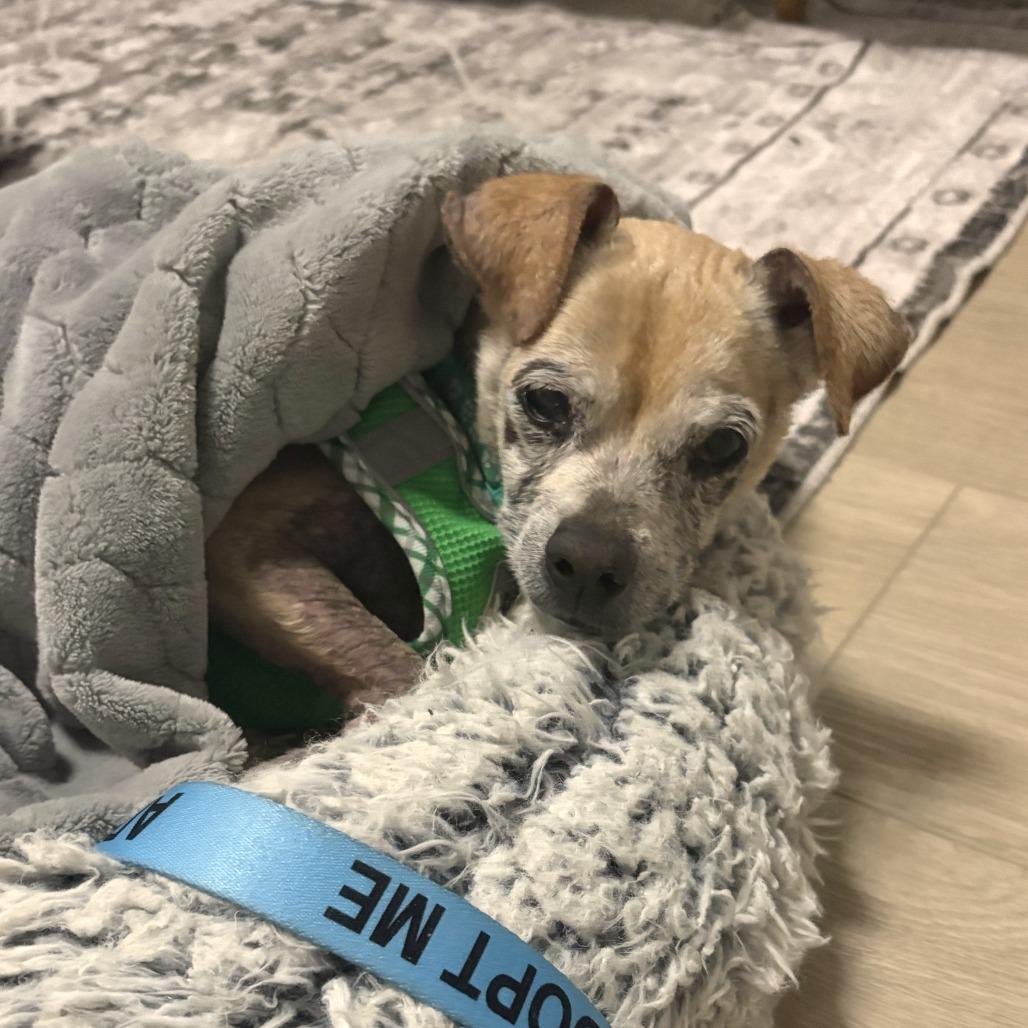 Enlarge Gucci 13925, a Adoptable Chihuahua in San Francisco, CA image 4/6