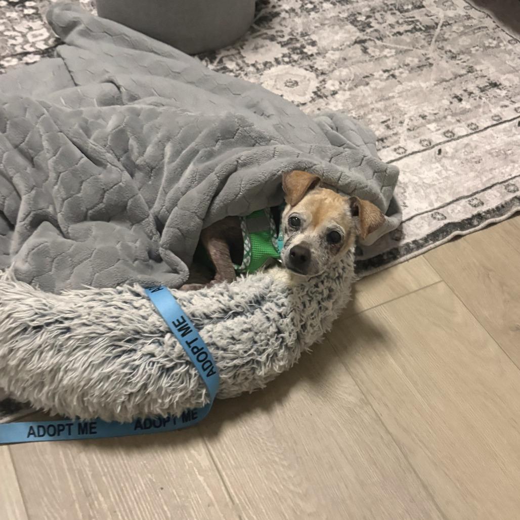 Enlarge Gucci 13925, a Adoptable Chihuahua in San Francisco, CA image 5/6