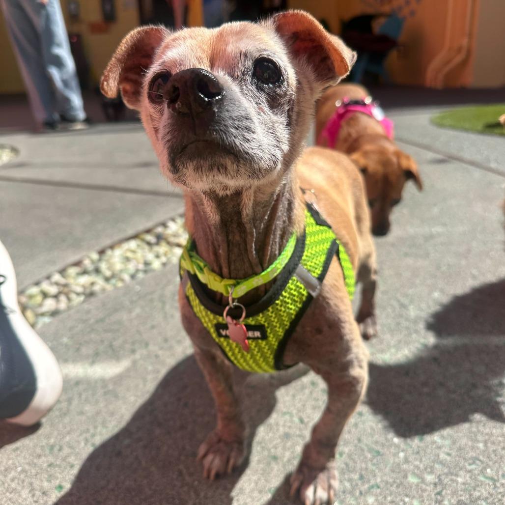 Enlarge Gucci 13925, a Adoptable Chihuahua in San Francisco, CA image 6/6