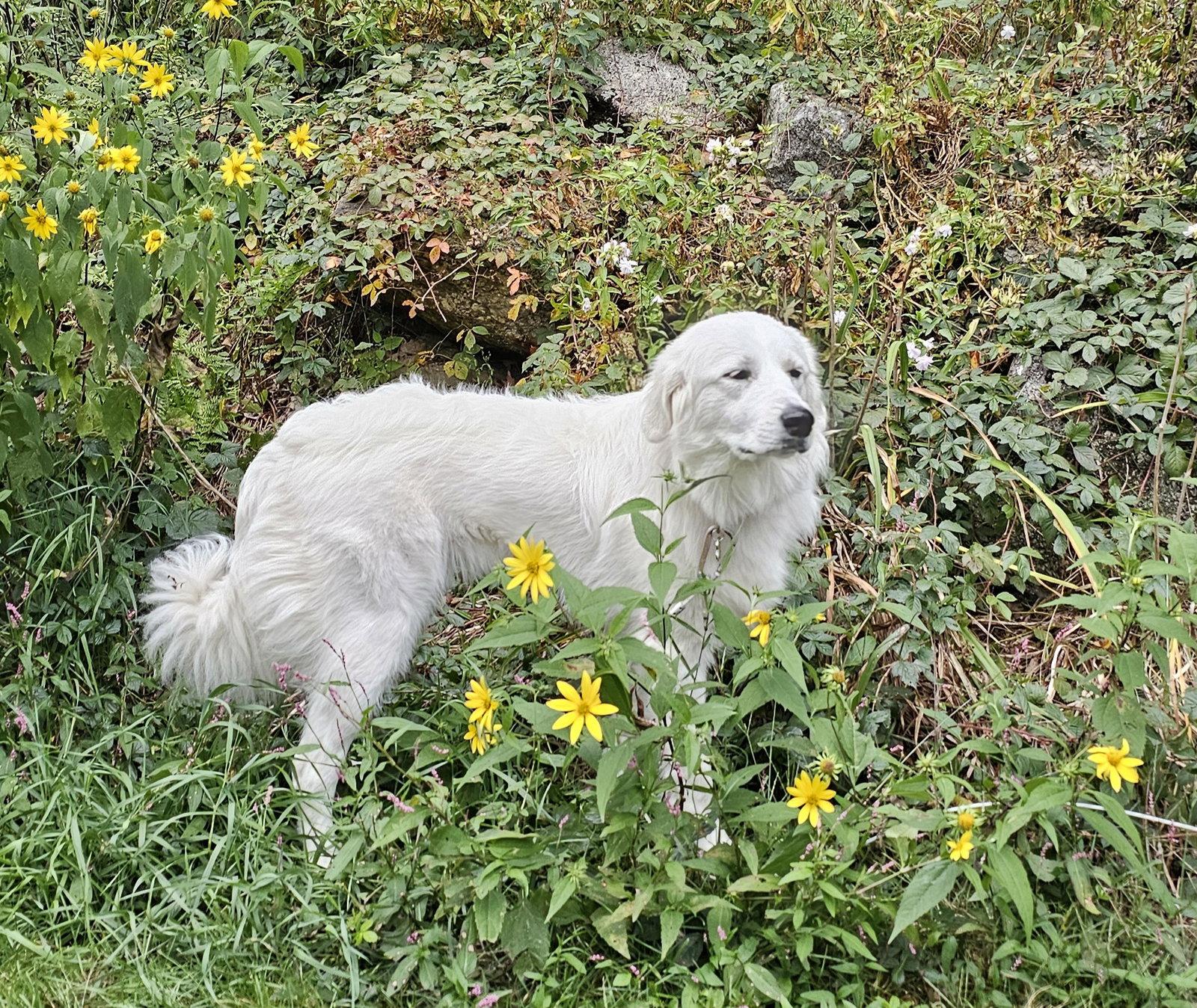Enlarge Meleys in NH, a Adoptable Great Pyrenees in Croydon, NH image 1/3