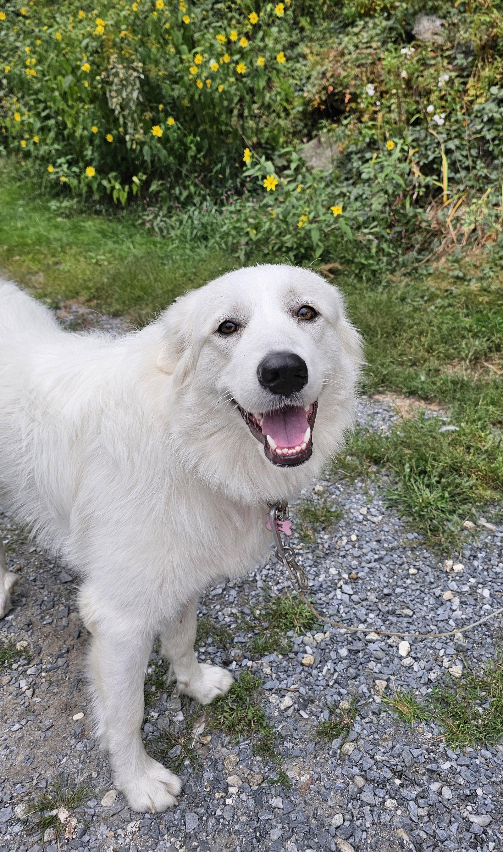 Enlarge Meleys in NH, a Adoptable Great Pyrenees in Croydon, NH image 2/3