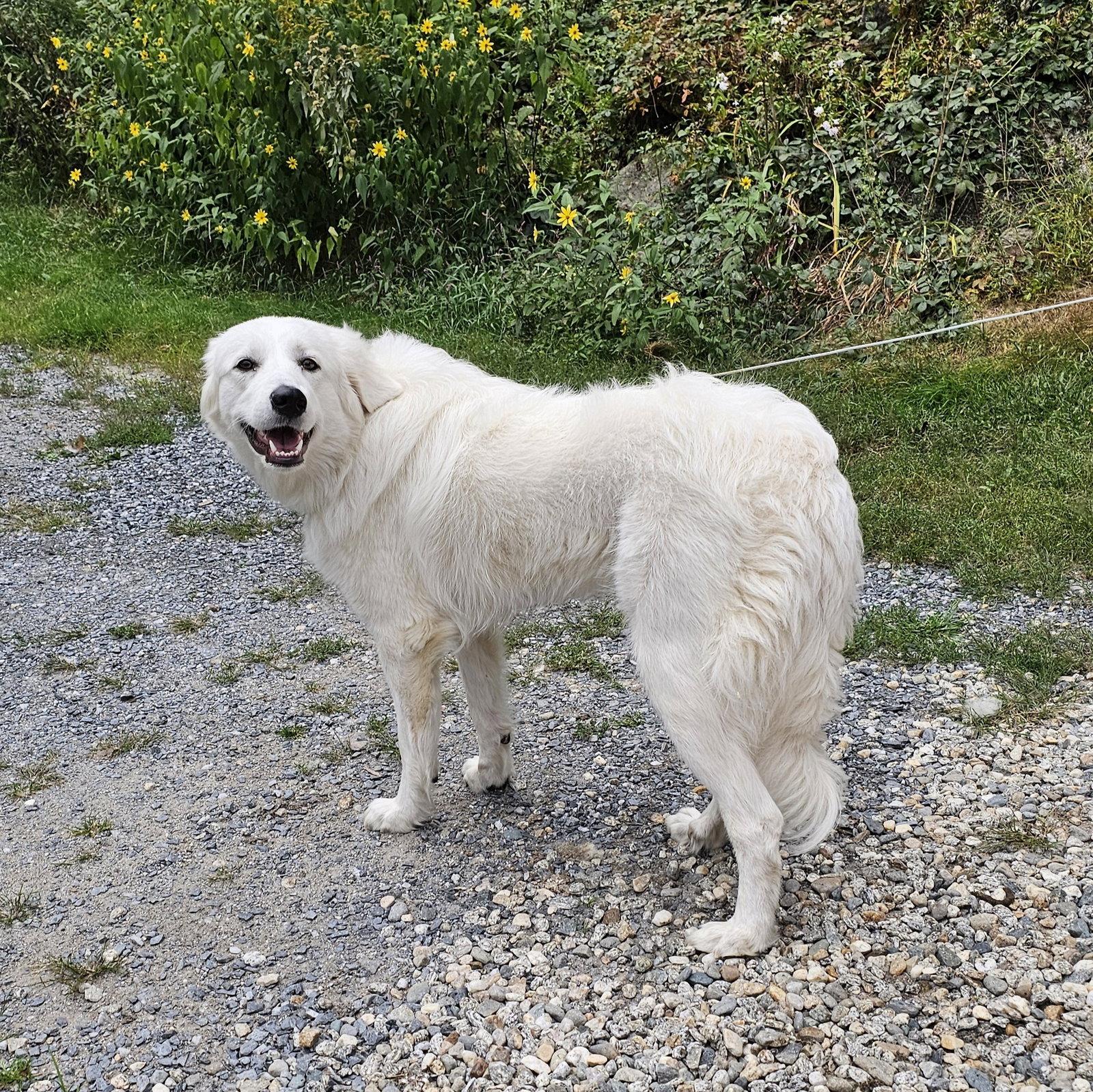 Enlarge Meleys in NH, a Adoptable Great Pyrenees in Croydon, NH image 3/3