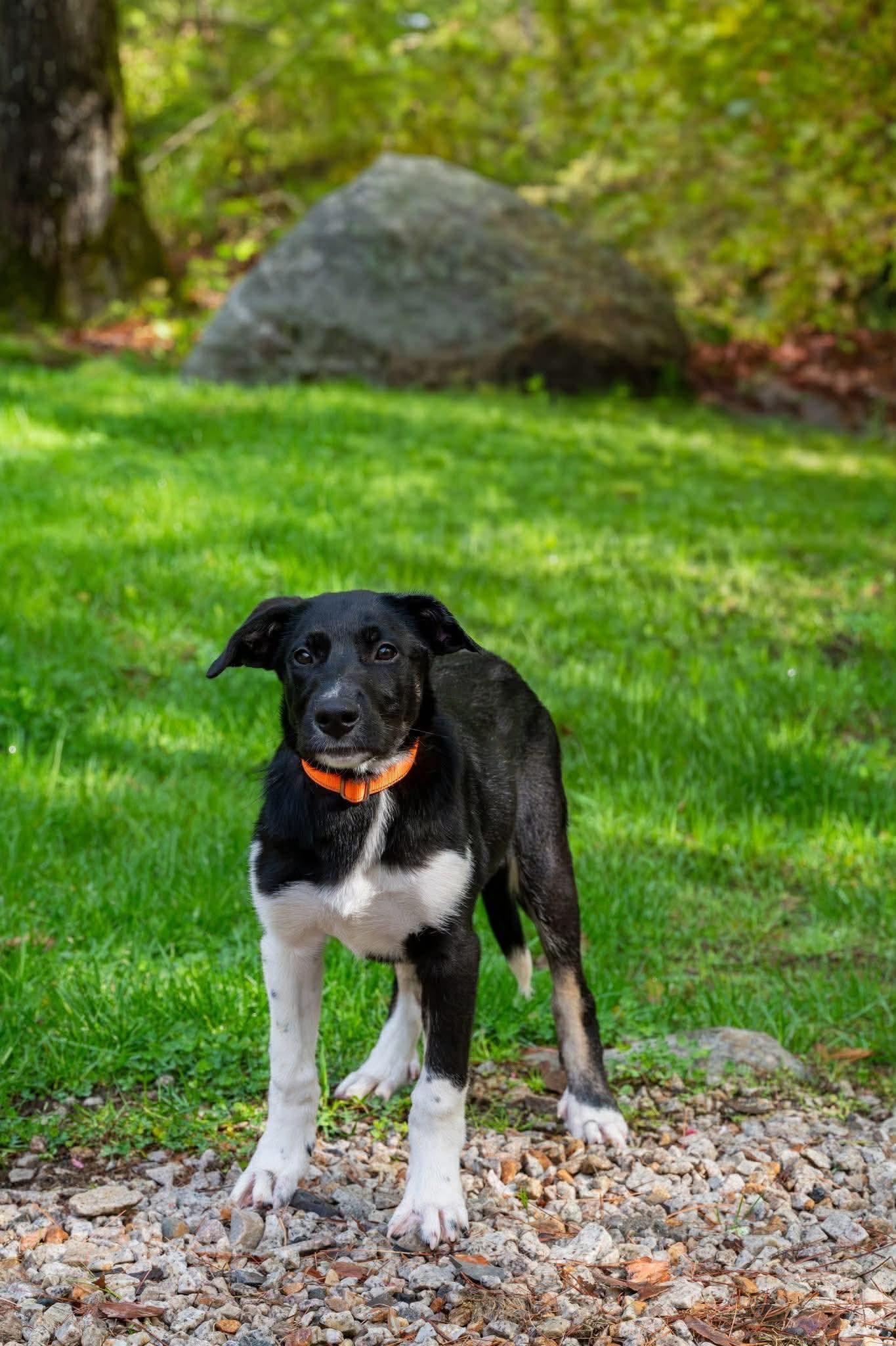 Enlarge Speckles, a ADOPTABLE Mixed Breed in Berwick, ME image 3/4