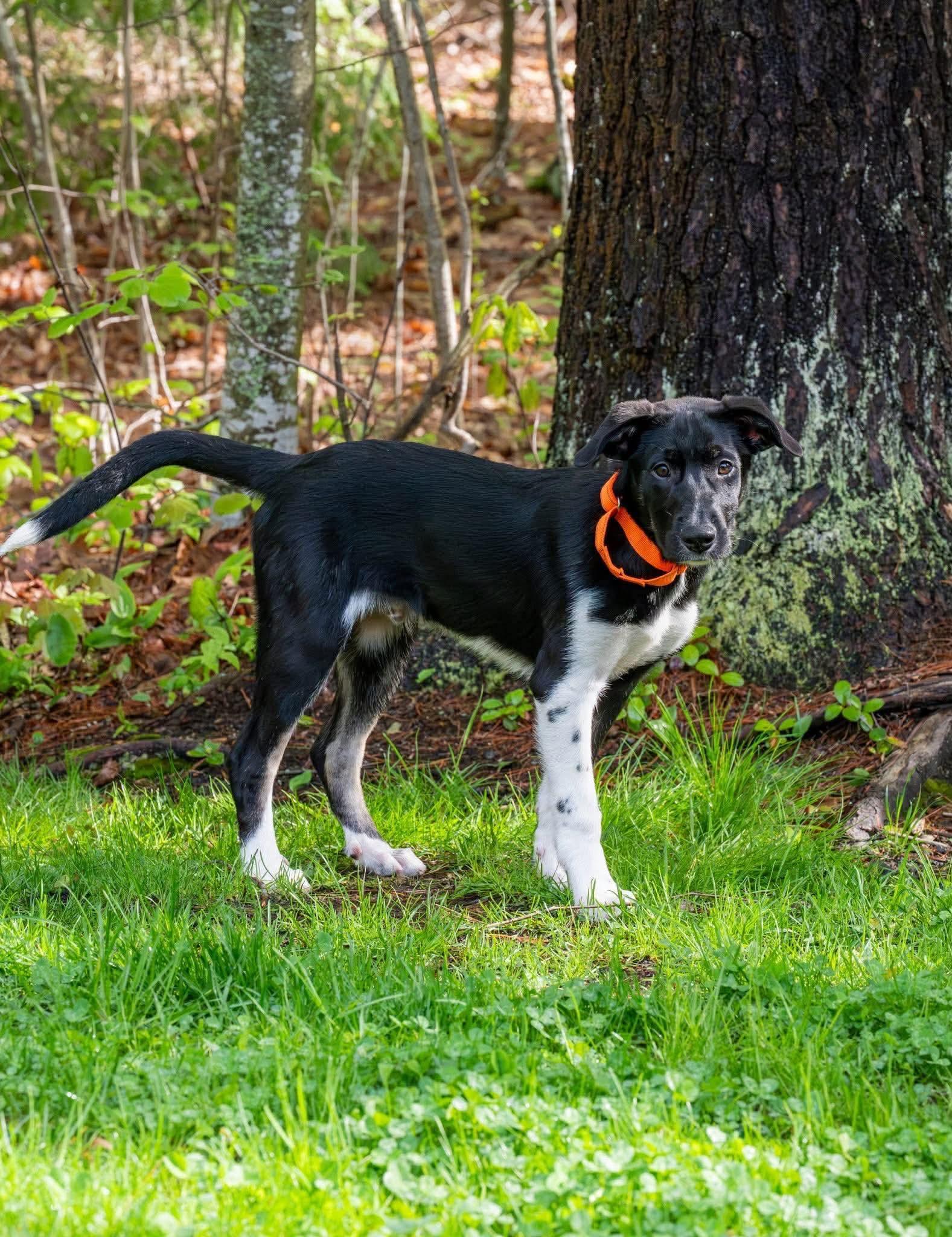 Enlarge Speckles, a ADOPTABLE Mixed Breed in Berwick, ME image 2/4