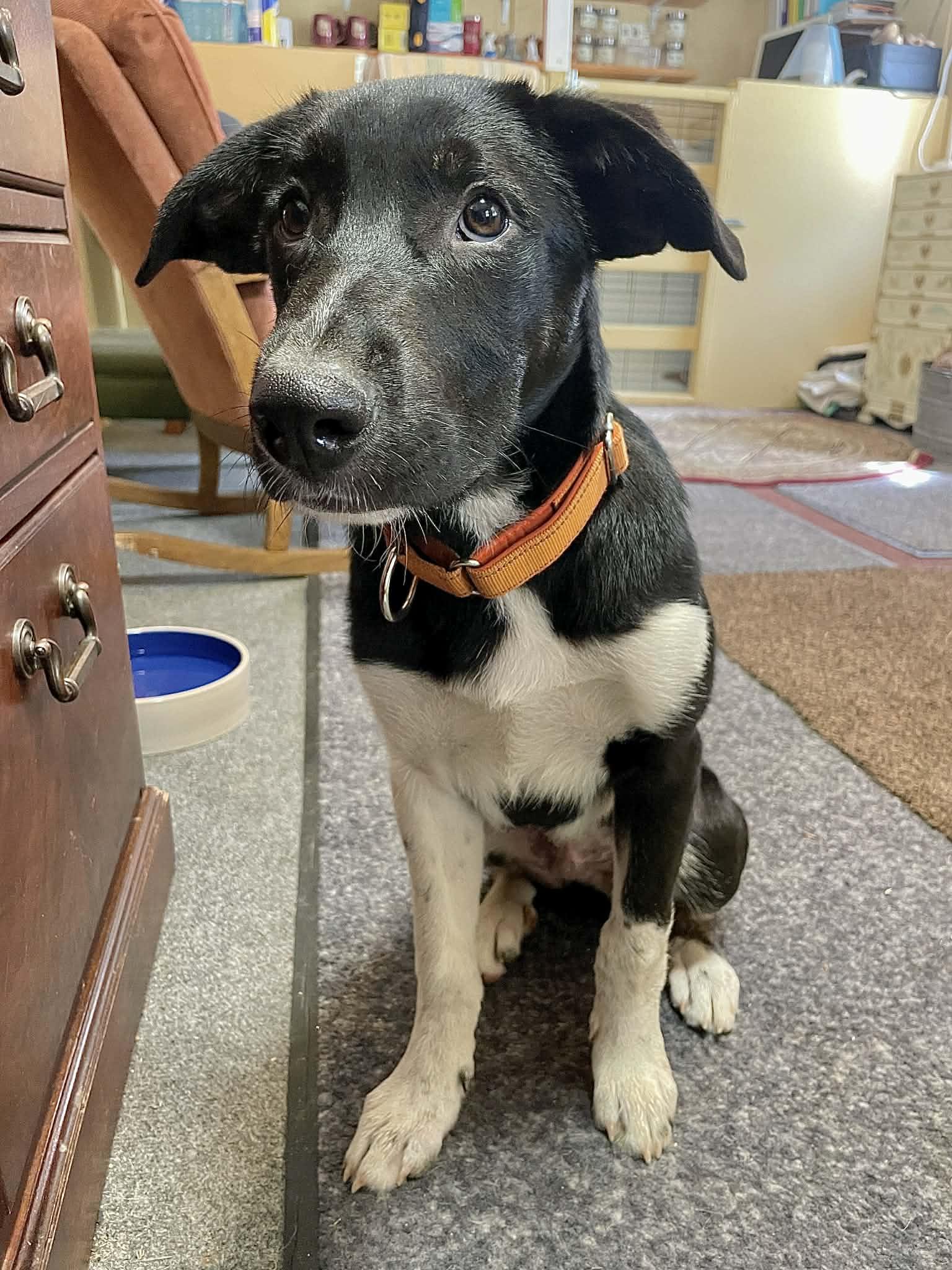 Speckles, an adoptable Mixed Breed in Berwick, ME image 2/3