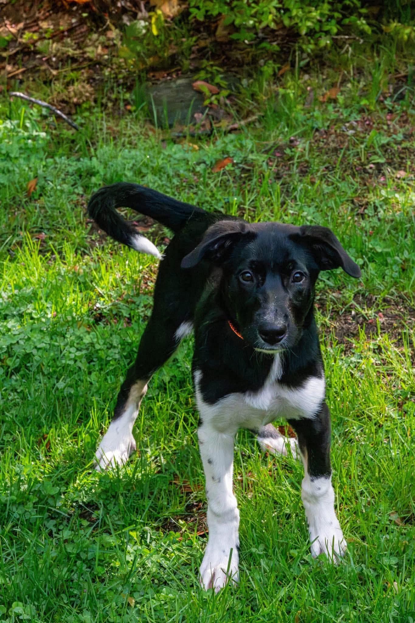 Enlarge Speckles, a ADOPTABLE Mixed Breed in Berwick, ME image 1/4