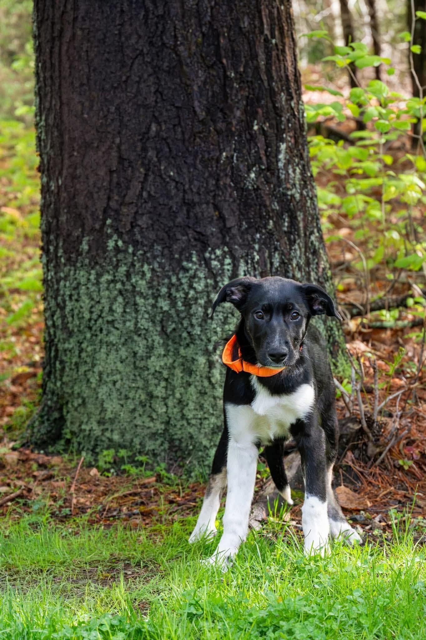 Enlarge Speckles, a ADOPTABLE Mixed Breed in Berwick, ME image 4/4