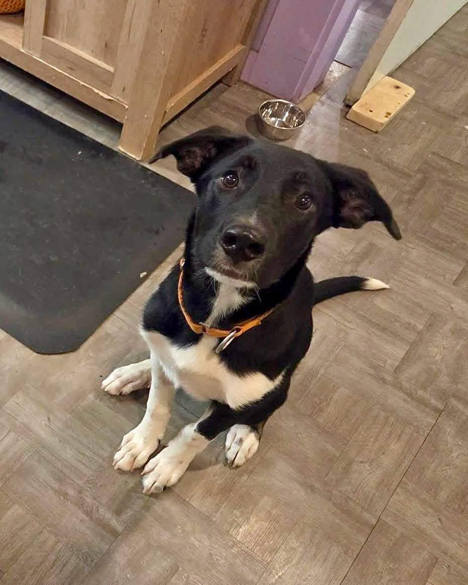 Enlarge Speckles, an adoptable Mixed Breed in Berwick, ME image 2/3