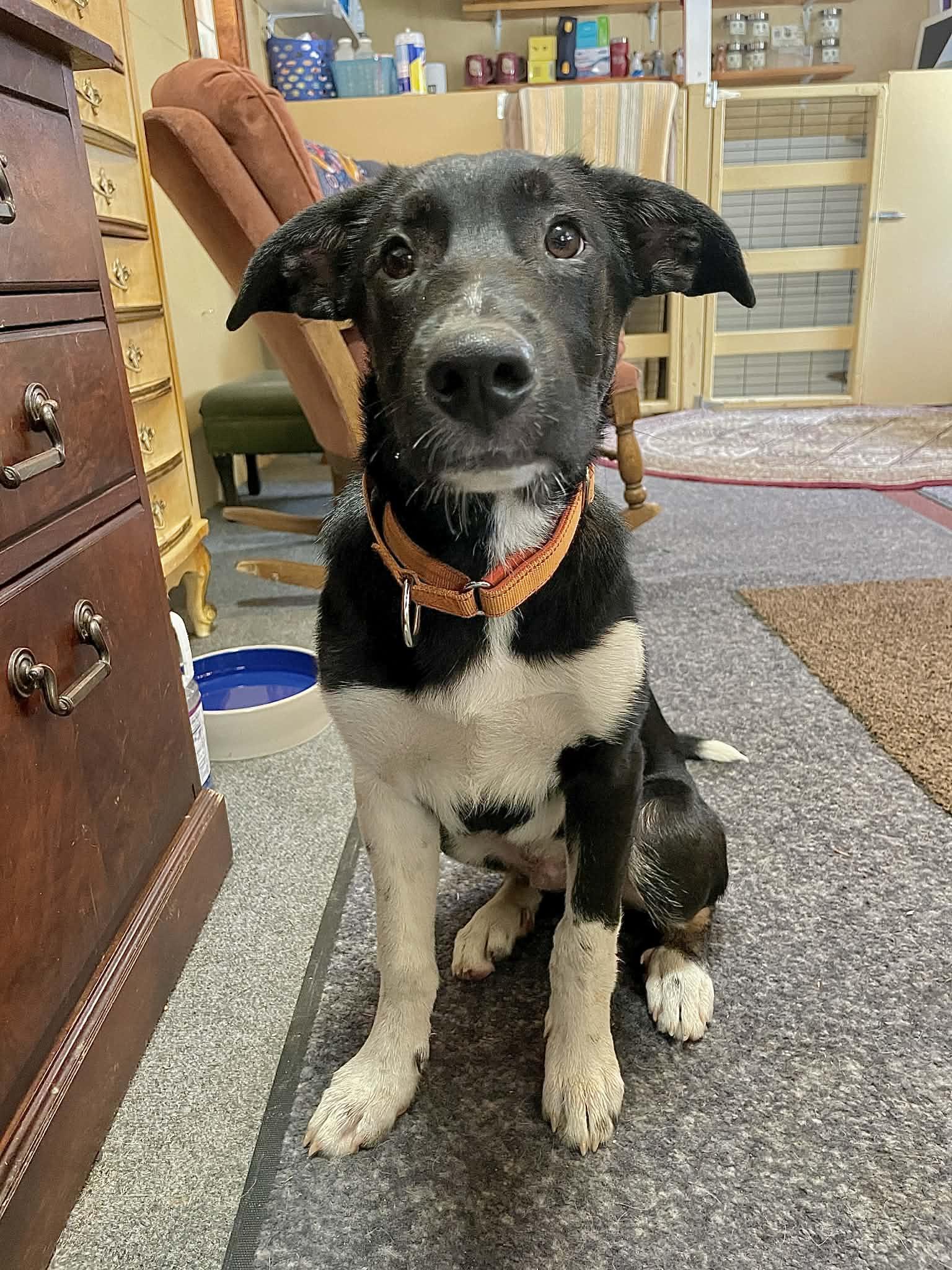 Speckles, adoptable, Puppy Male Mixed Breed.