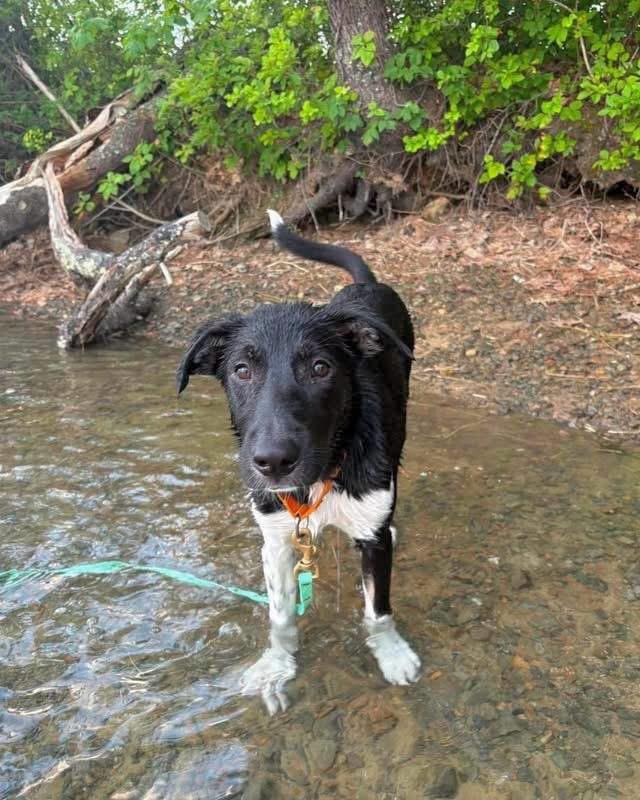 Speckles, adoptable, Puppy Male Mixed Breed.