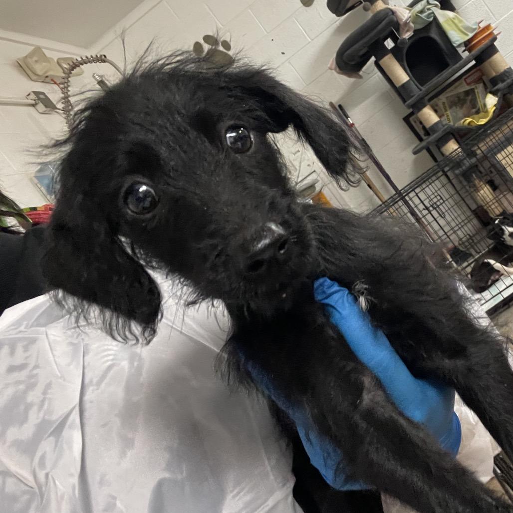 Honeydrop, Adoptable, Puppy Female Terrier.