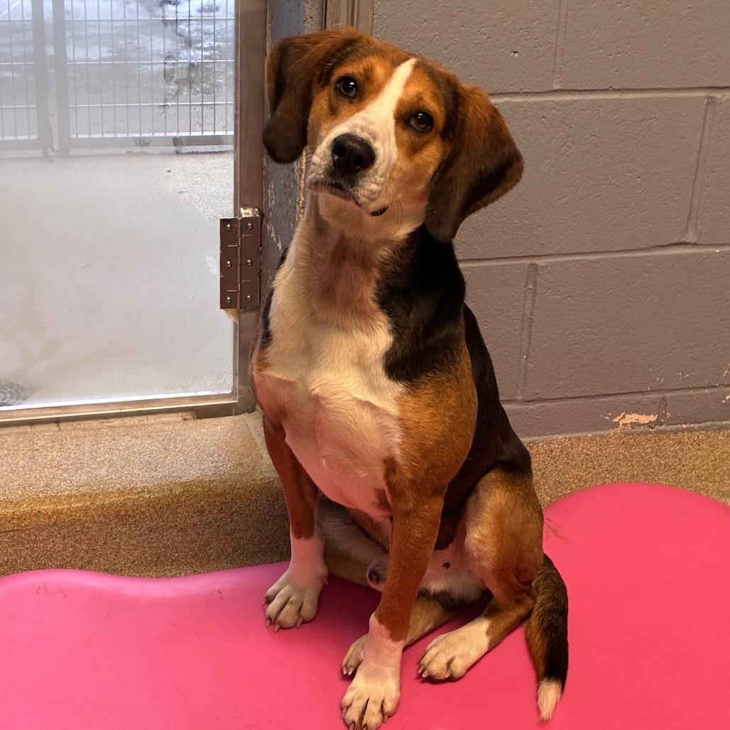 Bagel — thumbnail 3