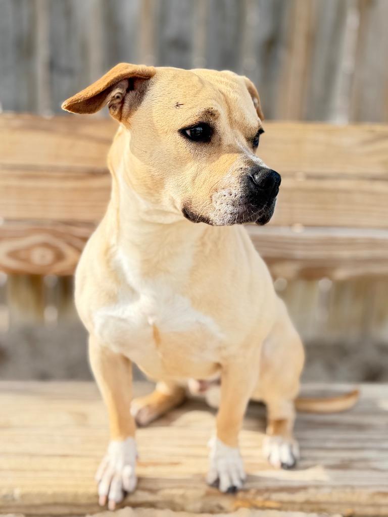 Enlarge Goliath, a Adoptable mixed breed in Muskegon, MI image 1/6