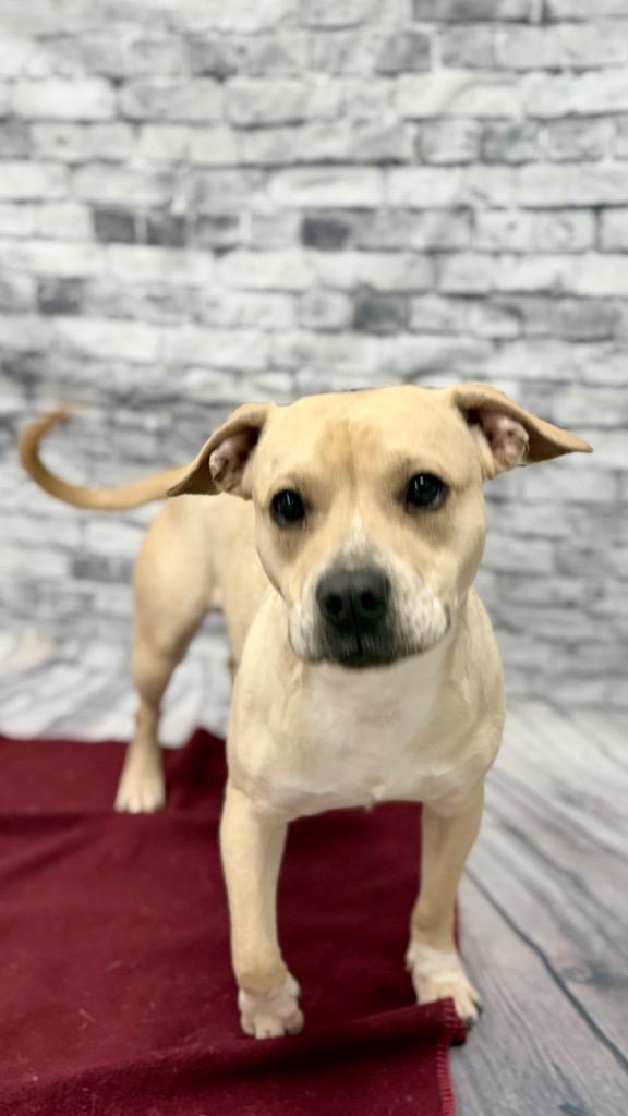Enlarge Goliath, a Adoptable mixed breed in Muskegon, MI image 2/6