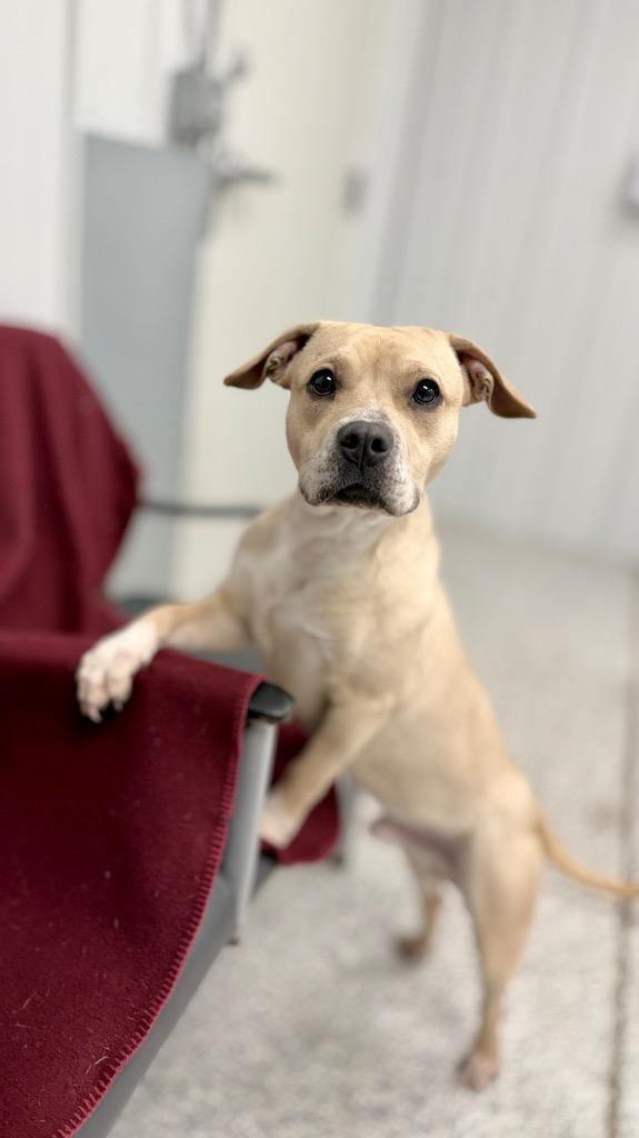 Enlarge Goliath, a Adoptable mixed breed in Muskegon, MI image 3/6