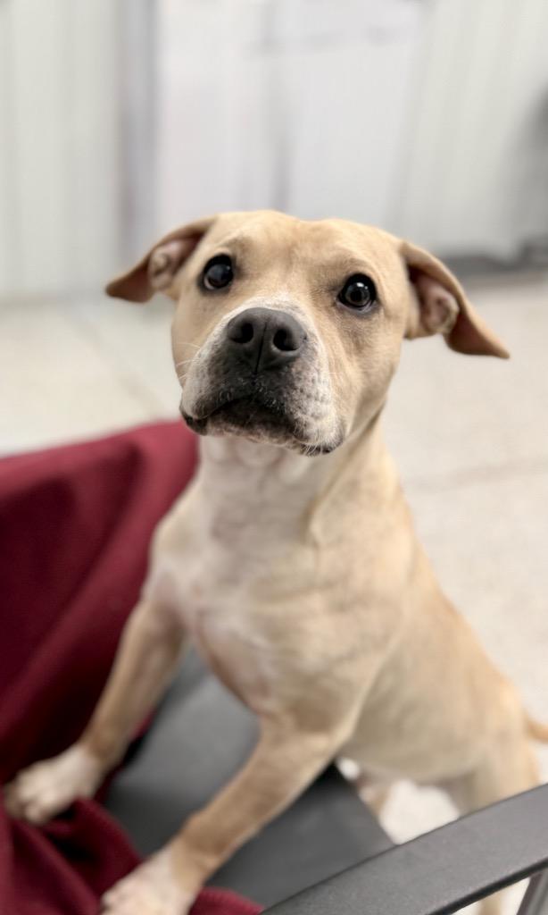 Enlarge Goliath, a Adoptable mixed breed in Muskegon, MI image 4/6