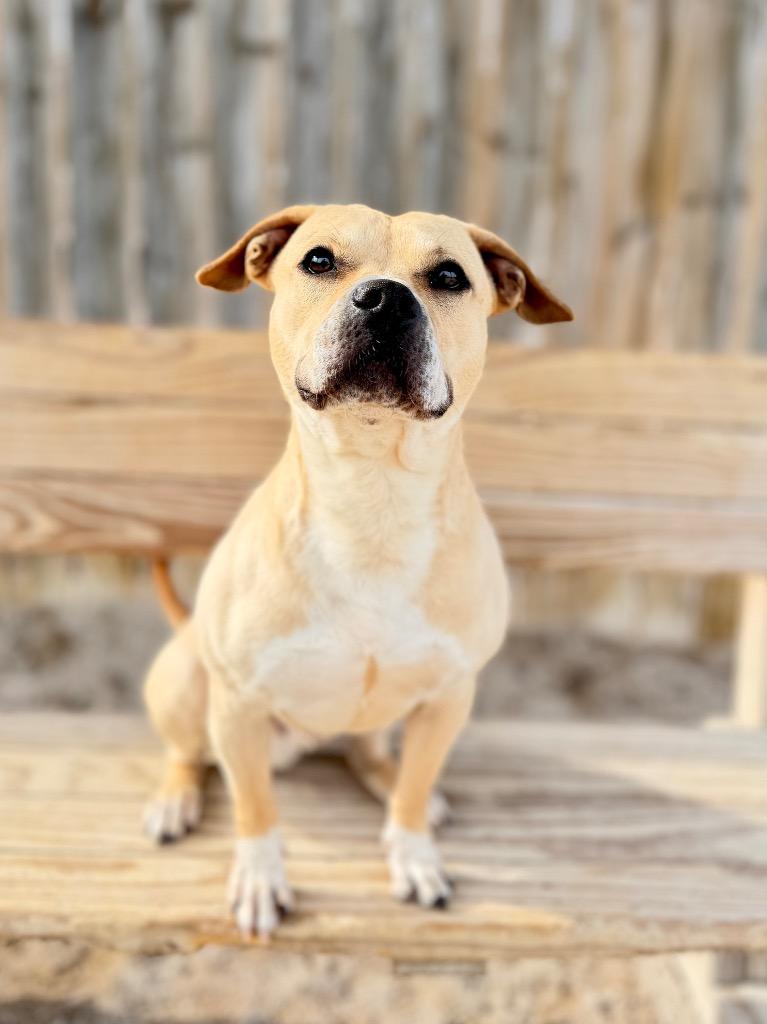 Enlarge Goliath, a Adoptable mixed breed in Muskegon, MI image 5/6