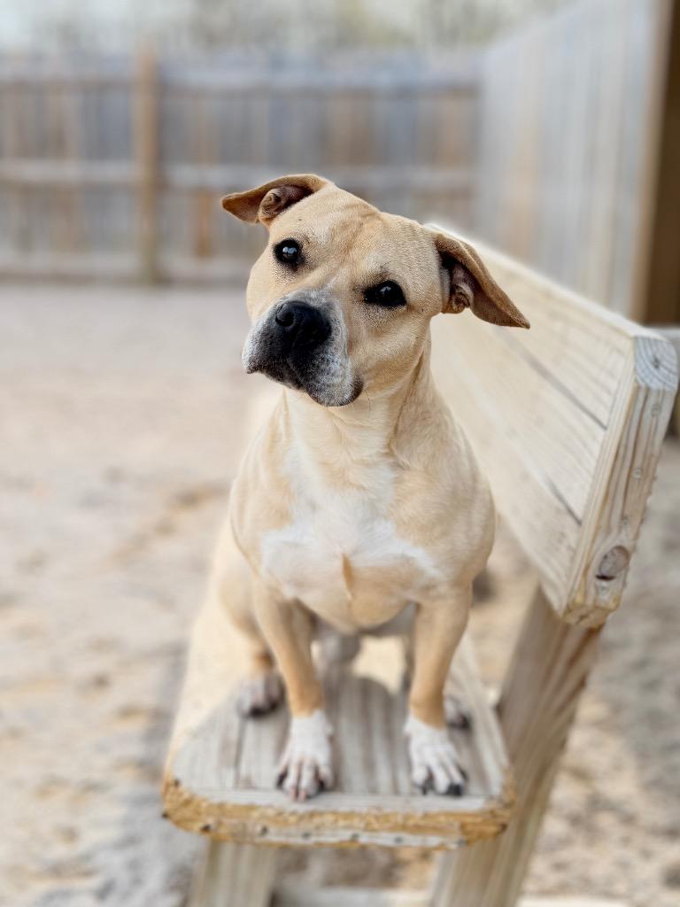 Enlarge Goliath, a Adoptable mixed breed in Muskegon, MI image 6/6