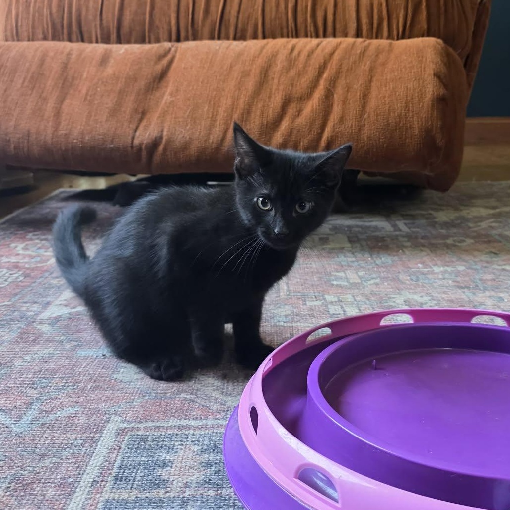 Enlarge Vince LaSalle, an adopted Domestic Short Hair in Shippenville, PA image 3/4