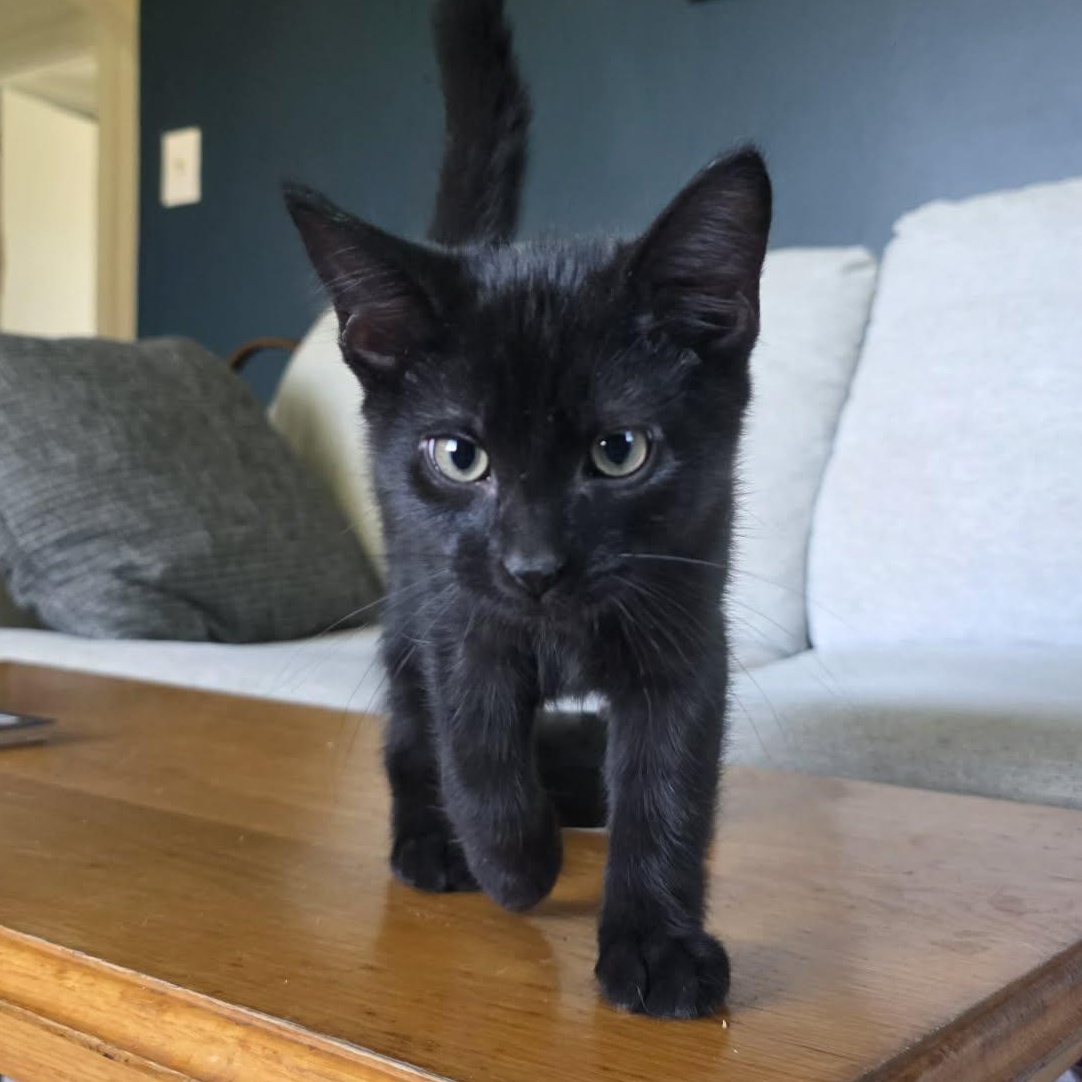 Enlarge Vince LaSalle, an adopted Domestic Short Hair in Shippenville, PA image 2/4