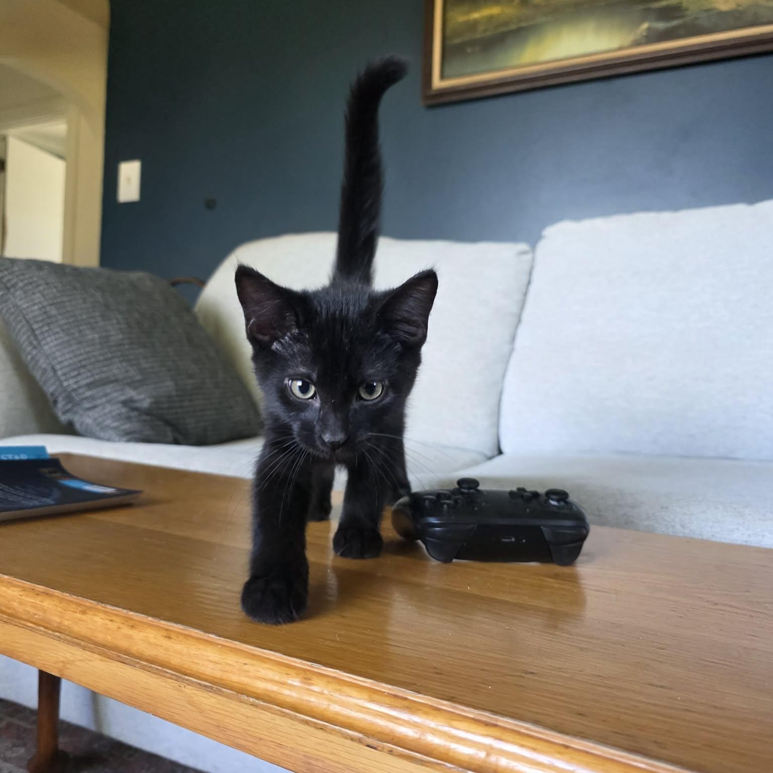 Enlarge Vince LaSalle, an adopted Domestic Short Hair in Shippenville, PA image 4/4