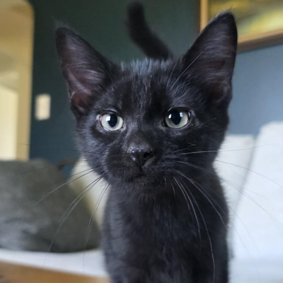 Vince LaSalle, adopted, Kitten Male Domestic Short Hair.