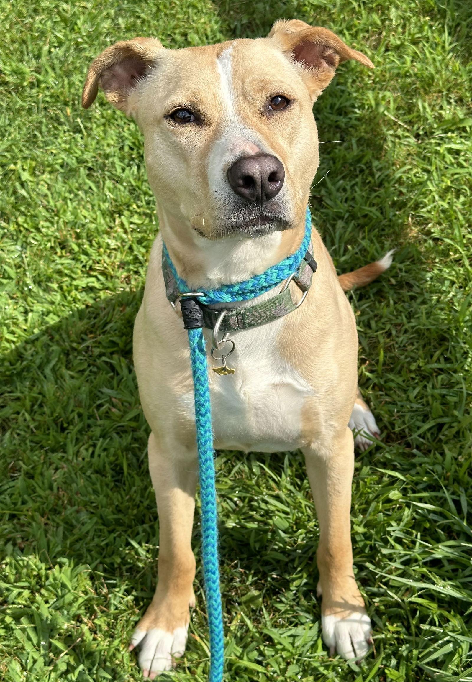 Enlarge Layla Momma Dessin, a Adoptable mixed breed in Rockaway, NJ image 1/3