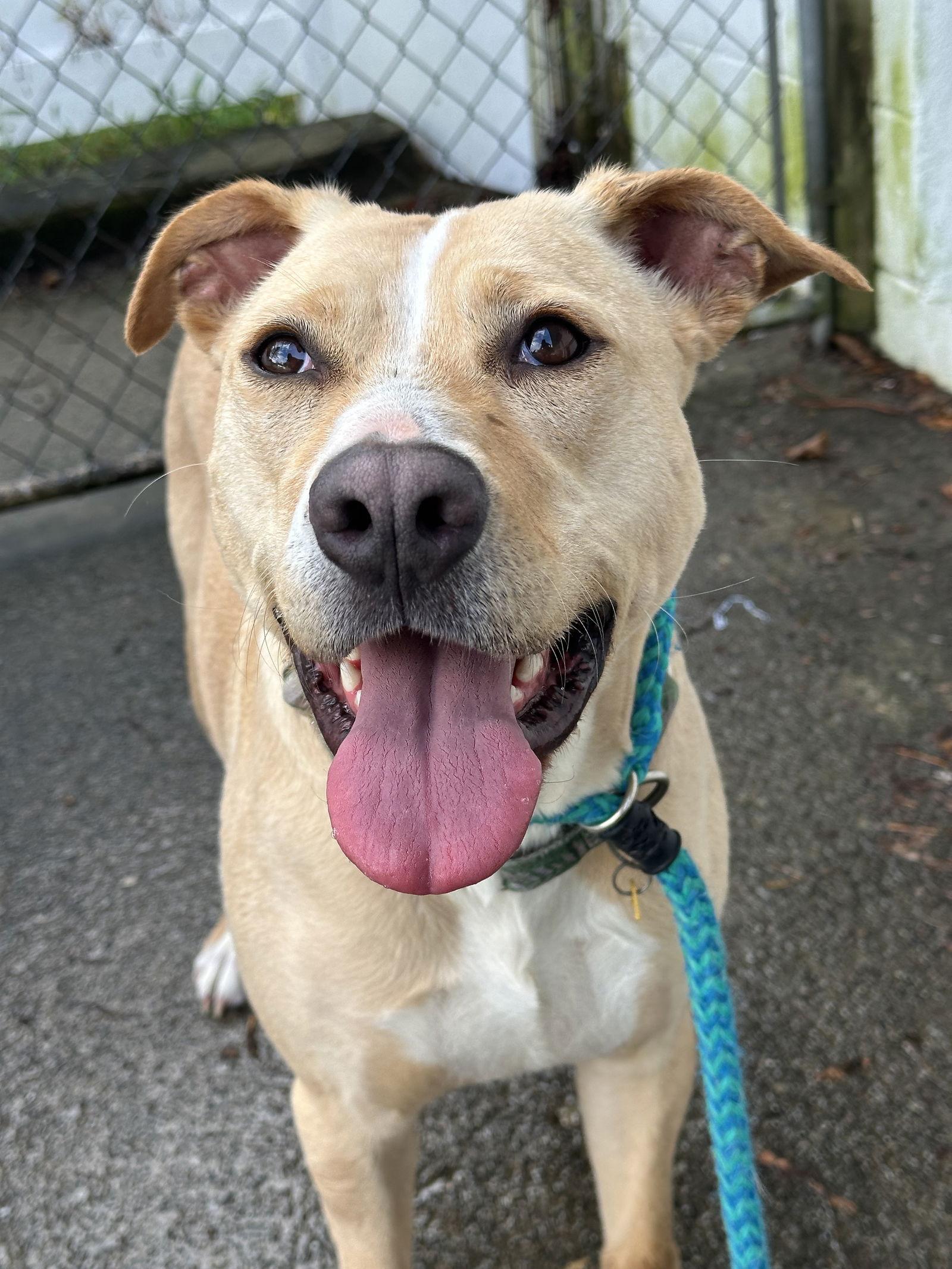 Enlarge Layla Momma Dessin, a Adoptable mixed breed in Rockaway, NJ image 2/3